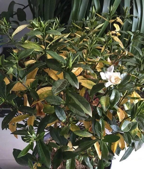 3种花，在北方很多人都“养不活”，可以说养1盆死1盆