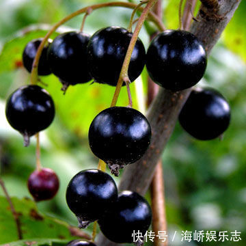 常吃|女性常吃以下食物,腰不痛,腿不麻,子宫越来越干净,大肚子也平