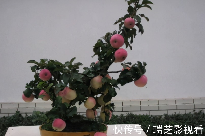 阳台养花过时了，盆栽这2款果树，赏花有果子吃，真令人羡慕