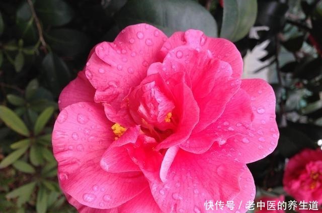 这2种花选个“枝条”,直接插盆里,养1盆活1盆,成功率真高!