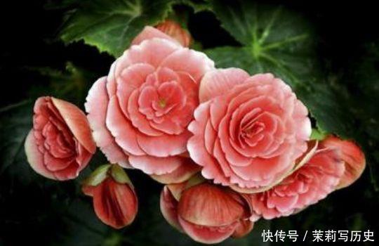 4种四季花,好养又漂亮,全年开花不断,家里天天有花赏