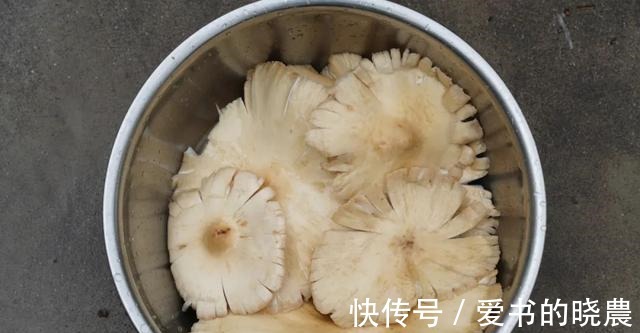 舌尖|「舌尖上的永胜」之鸡枞油！