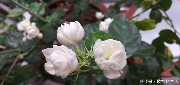 养护|在家养护茉莉花,注意下面几点,花期满枝头全是花