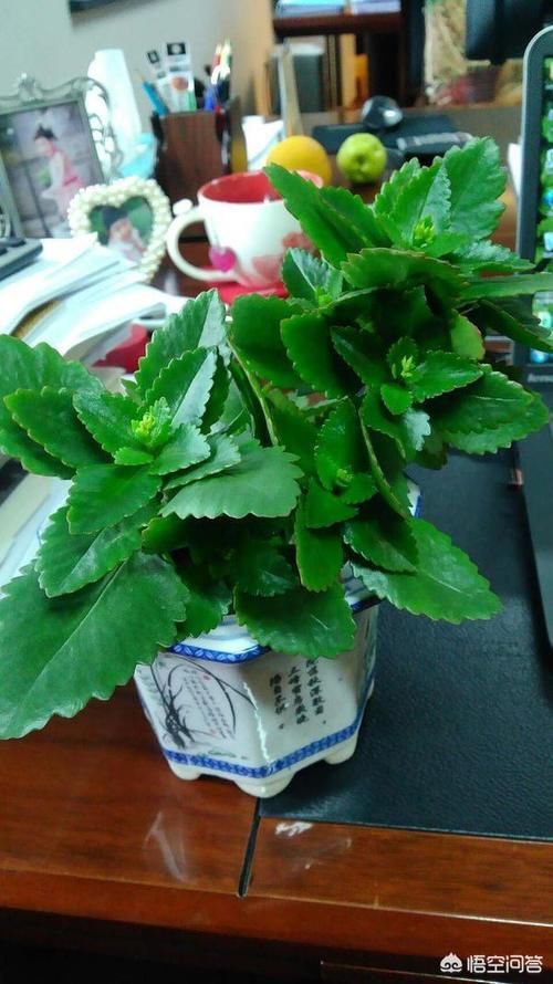  摆放在卧室|长寿花能放卧室吗？对人的健康有影响吗？