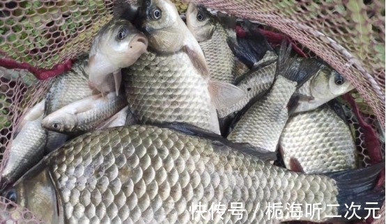 秋季降温鱼难钓？选好饵料和技巧，大板鲫也能连杆，想不爆护都难