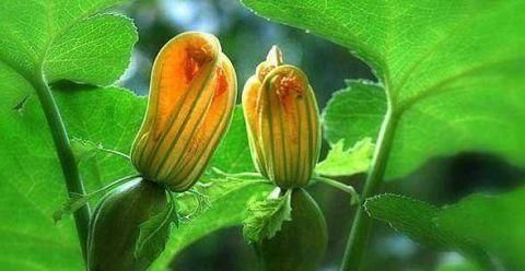 食物|女性想要皮肤好，推荐4种食物，祛皱护肤，延缓衰老，越吃越年轻