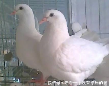 鸽子看起来很小,但滋补益寿营养高,吃9只鸡抵不过这一碗汤!