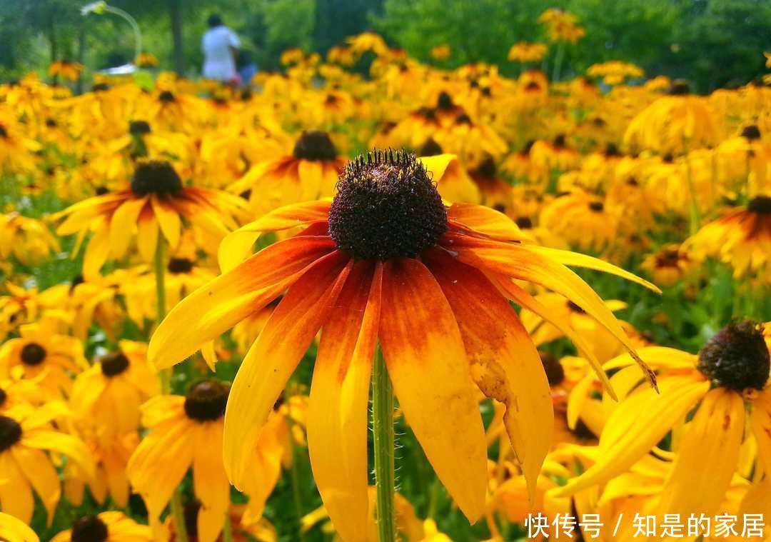 成群|路边成群盛开的黑心菊太美了,怎么养在院子里?养护技巧教给你