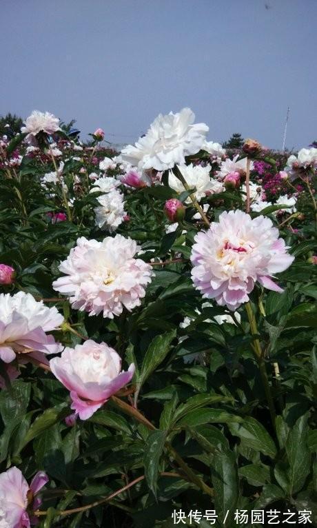 芍药|6种漂亮花,花比拳头大,家里养一棵,富贵自然来