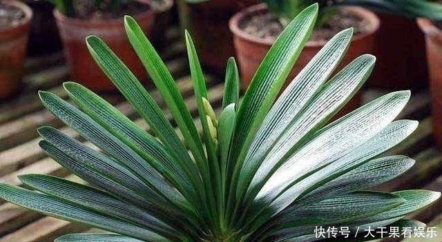 浇水|天热了，君子兰要“睡觉”，有几件事不能做，不然烂根又黄叶