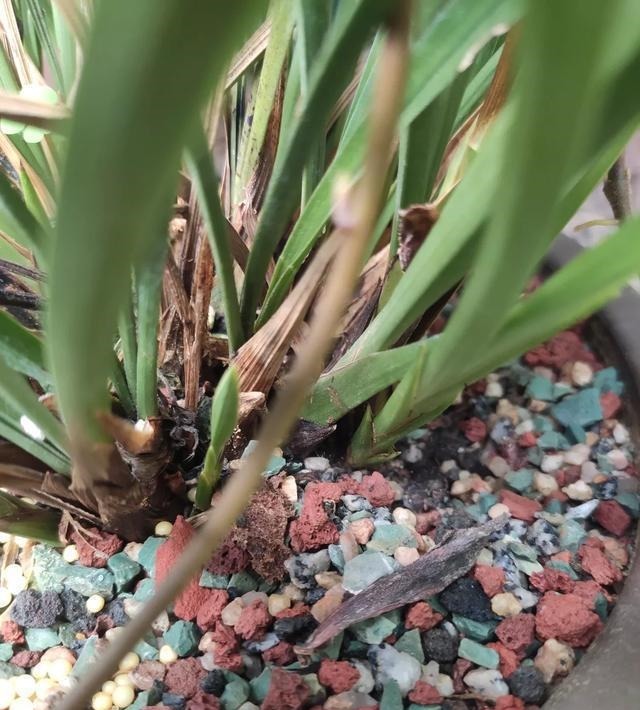 兰花就是不见长有一个“好办法”,快速生长,冒新芽