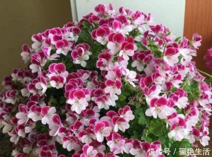 光照|超爱开花的5种花，一年四季开花不断，好养又漂亮，养100盆也不多