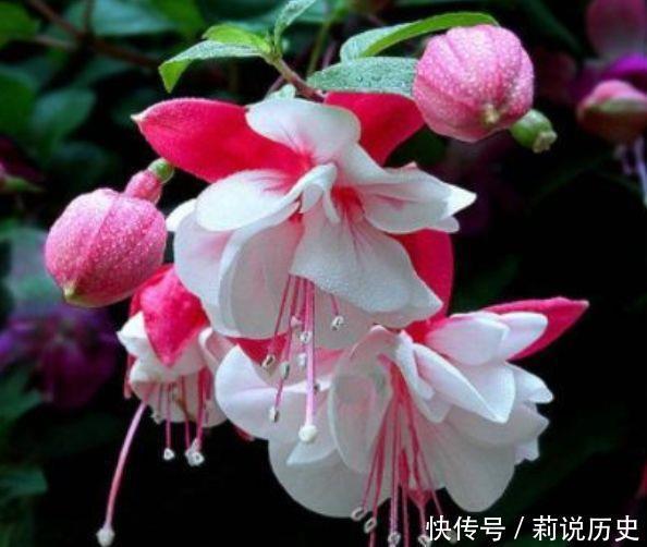 家养几款花卉,花大色艳胜玫瑰,花型圆滚惹人爱,优雅迷人