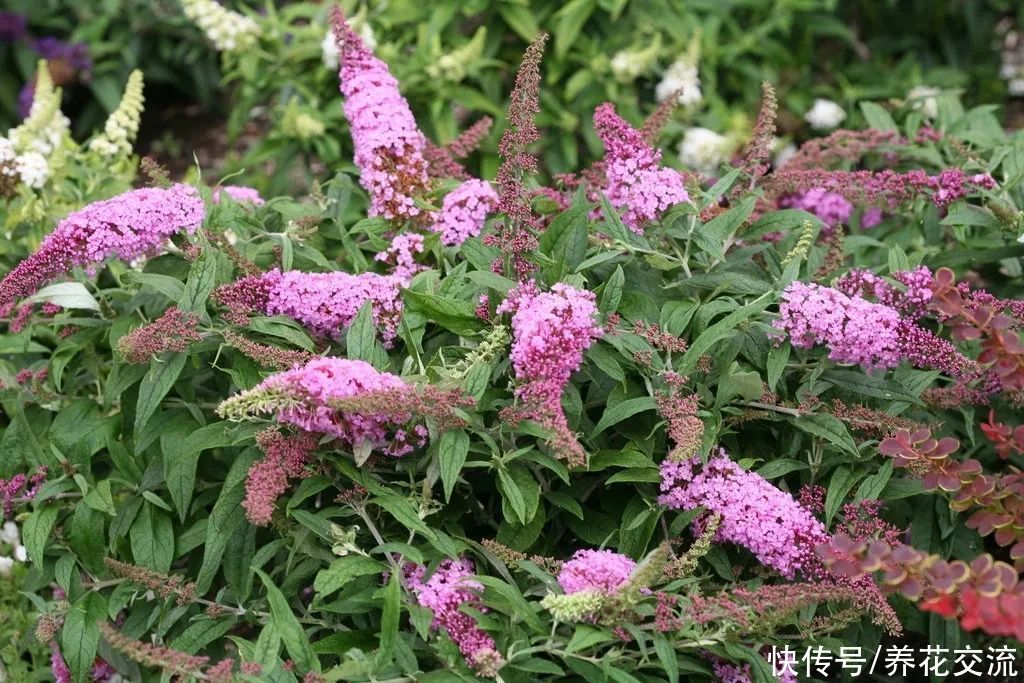 13种耐寒的盆栽花卉，零下20多度可存活，大部分南方也能种