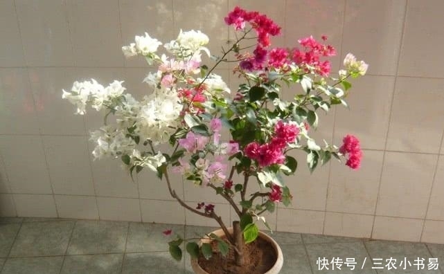 三角梅开花太容易, 别瞎整就不会黄叶