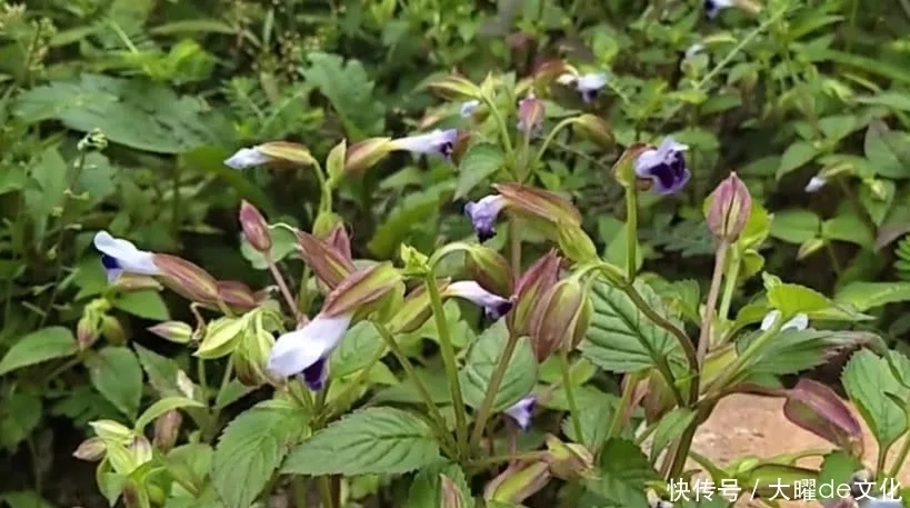 蓝猪耳，药用价值比人参高