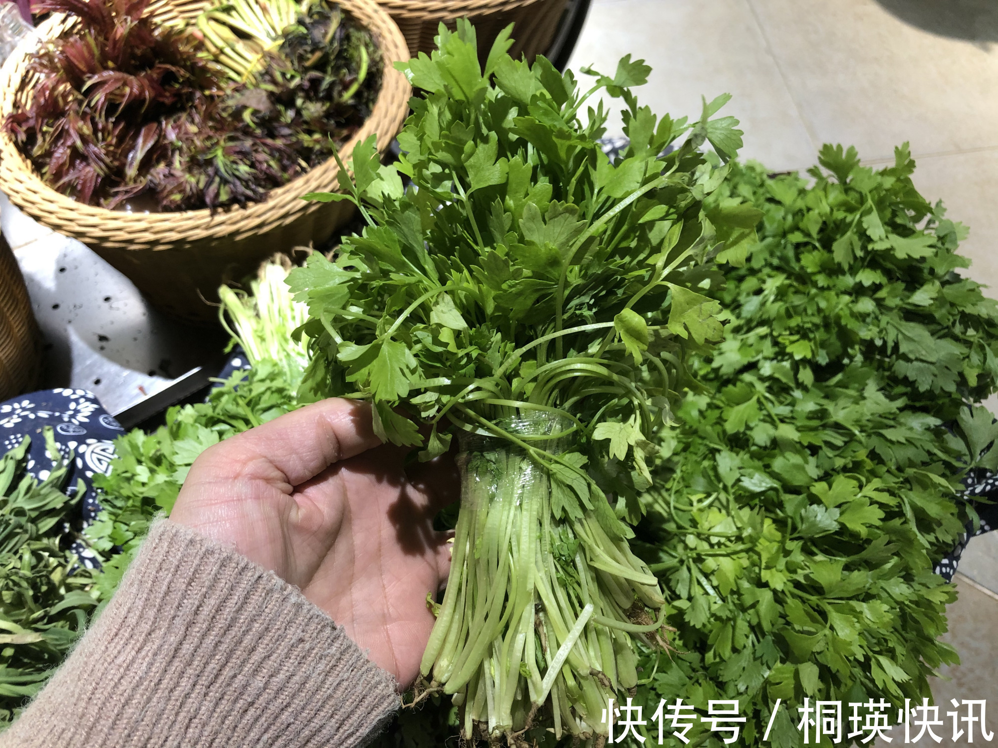 蒲公英|春天一道，这8样受欢迎的“养生菜”别错过，贵点也要尝尝鲜！