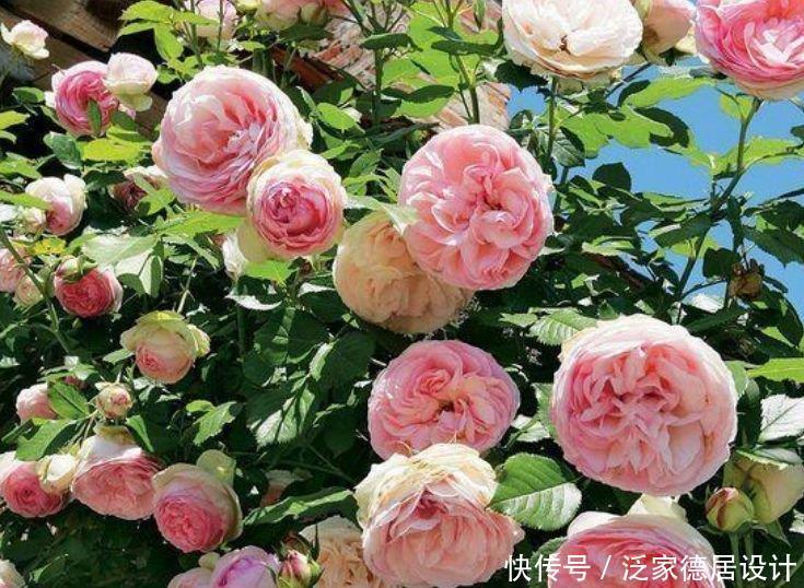 花期|4种花美的出奇,一个月不浇水都能长得好,开花不断!