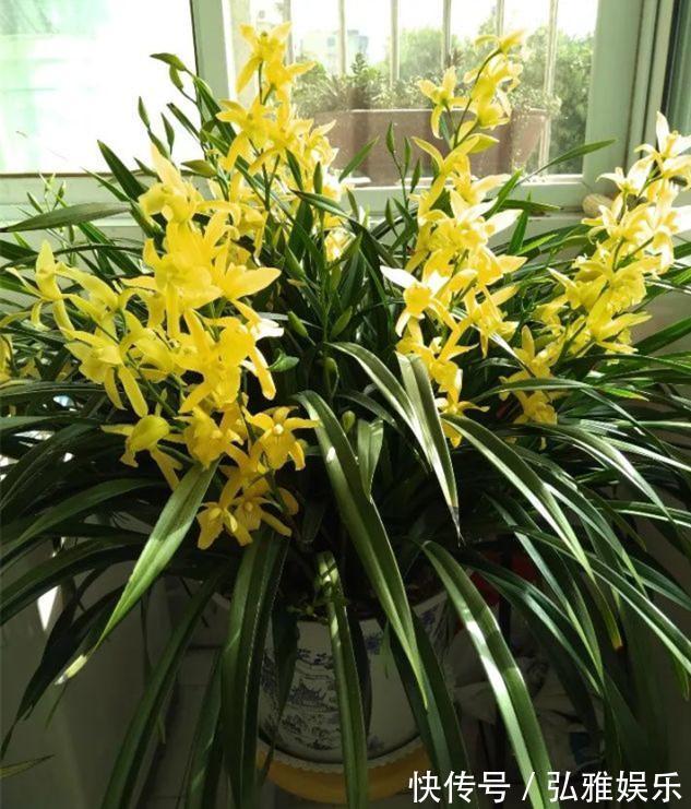 兰花|毫无杂色的兰花,花开金黄,香味浓郁,四季开花