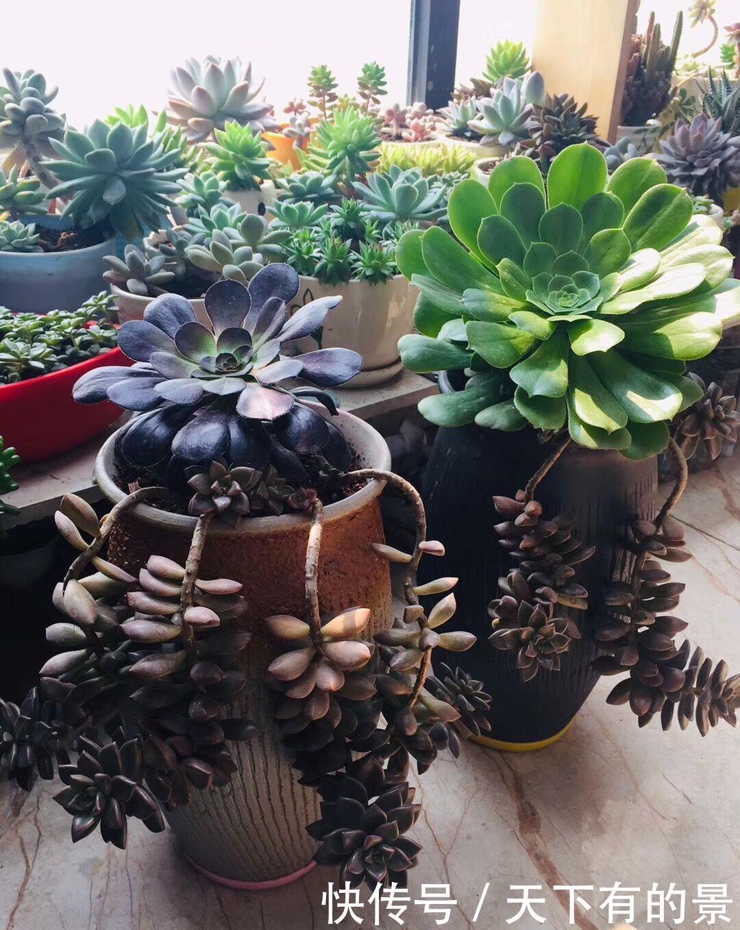 熊童子|夏天养几种“耐热多肉”,不怕酷暑,不用休眠,想养死都难