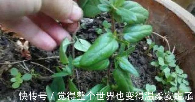 扦插|路边“3种树”,见了掰个枝,插盆就生根,做成盆景,寓意吉祥