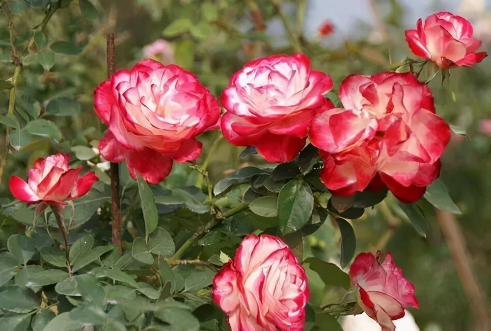 月季花|养了十年月季,总结出6个经典月季,盆栽地栽都好养,花朵满枝头