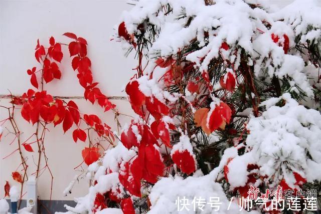 雪景|惊艳！平凉迎来入秋第一场雪，刷爆朋友圈！