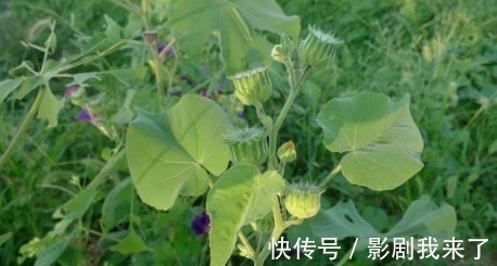 野草|农村生长的一种野草,看到了就采摘,因为在城里是个宝