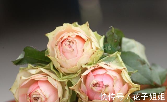美味|那些名字很美味的月季 秀色可餐 吃货的福音!