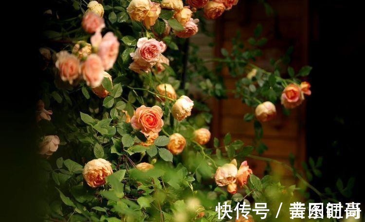 花园|荒废多年的80㎡小院,2年半时间打造成下沉式花园,太漂亮了!