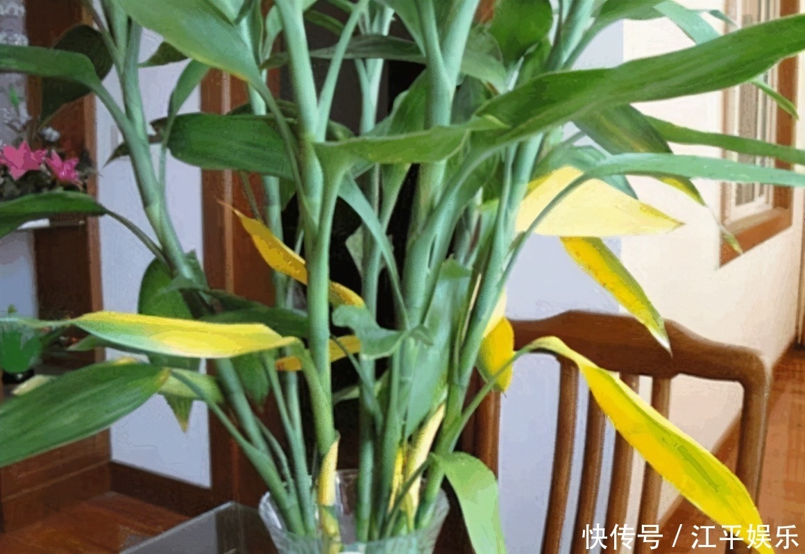 冬天养富贵竹,就怕摆错位置,室内3处地方要避开