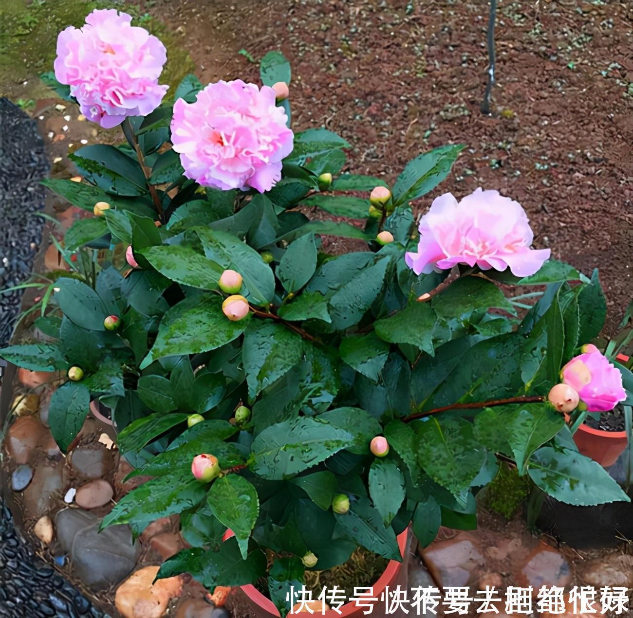 五种“吉祥花”,建议养一盆,不仅寓意好,还利于健康