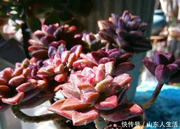 新手|李大姐养多肉10多年,总结6个好品种,新手也能养成“漂亮老桩”