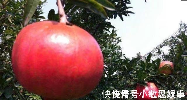 大王|这几种农作物才是抗癌大王,可惜很多人还不知道!