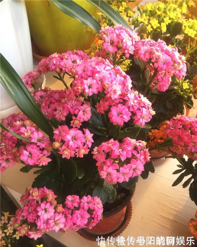 6种漂亮花,都有“好寓意”,喜欢的话养一盆,吉祥又大气