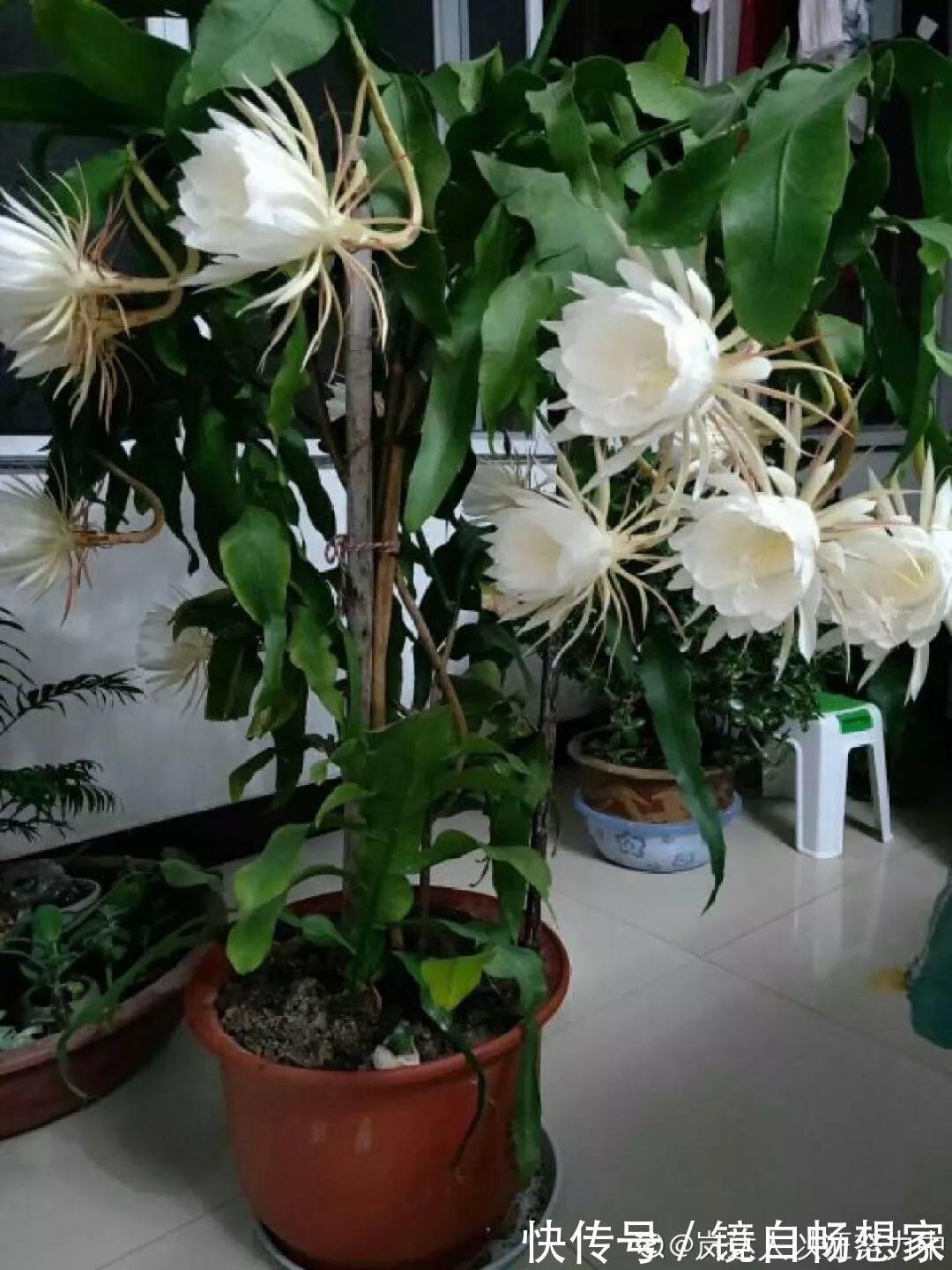 这花真稀罕,刚开花就被掐光了,花钱未必买得到!