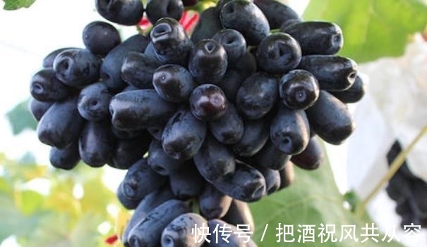 葡萄|家里院子别空着,此树要种2棵,甘甜可口,比桃子梨好吃多了