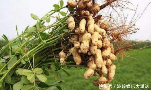 空腹|每天起床空腹吃几粒花生,不出半个月,3件好事或许会不请自来