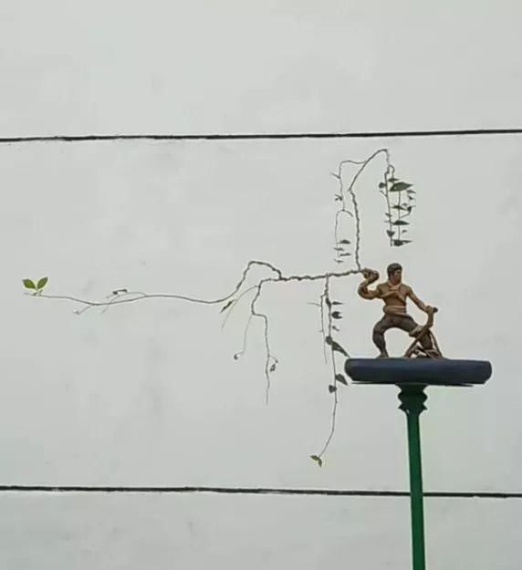 盆景玩成这样，真无语……