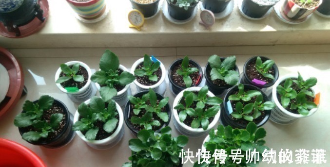 扦插|又到长寿花扦插季节,做好“2选3足”,15天长满白根!