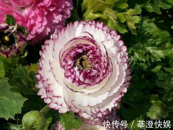 秋冬养此款植物,随便养一盆,清新悦目,花姿潇洒,寒冬也有花赏