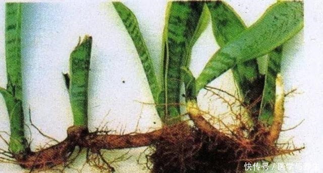 蛭石|栽植虎皮兰，土壤里加点“它”，叶片碧绿旺盛，一年长高30cm！