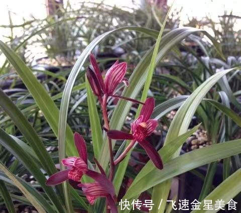 花色|别养牡丹茶花了,此兰一年能开四五次,花姿优美,开花就能香满屋!