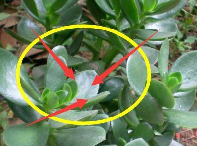 家里要养的4种植物,聪明人都在养,财源滚滚更富裕!