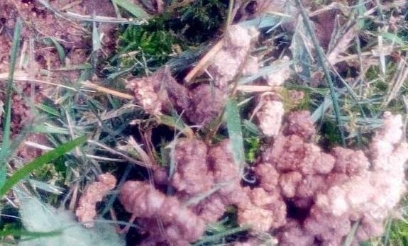 老花匠|养花浇水有讲究，老花匠用3种“套路”，叶片油绿，养1盆爆1盆