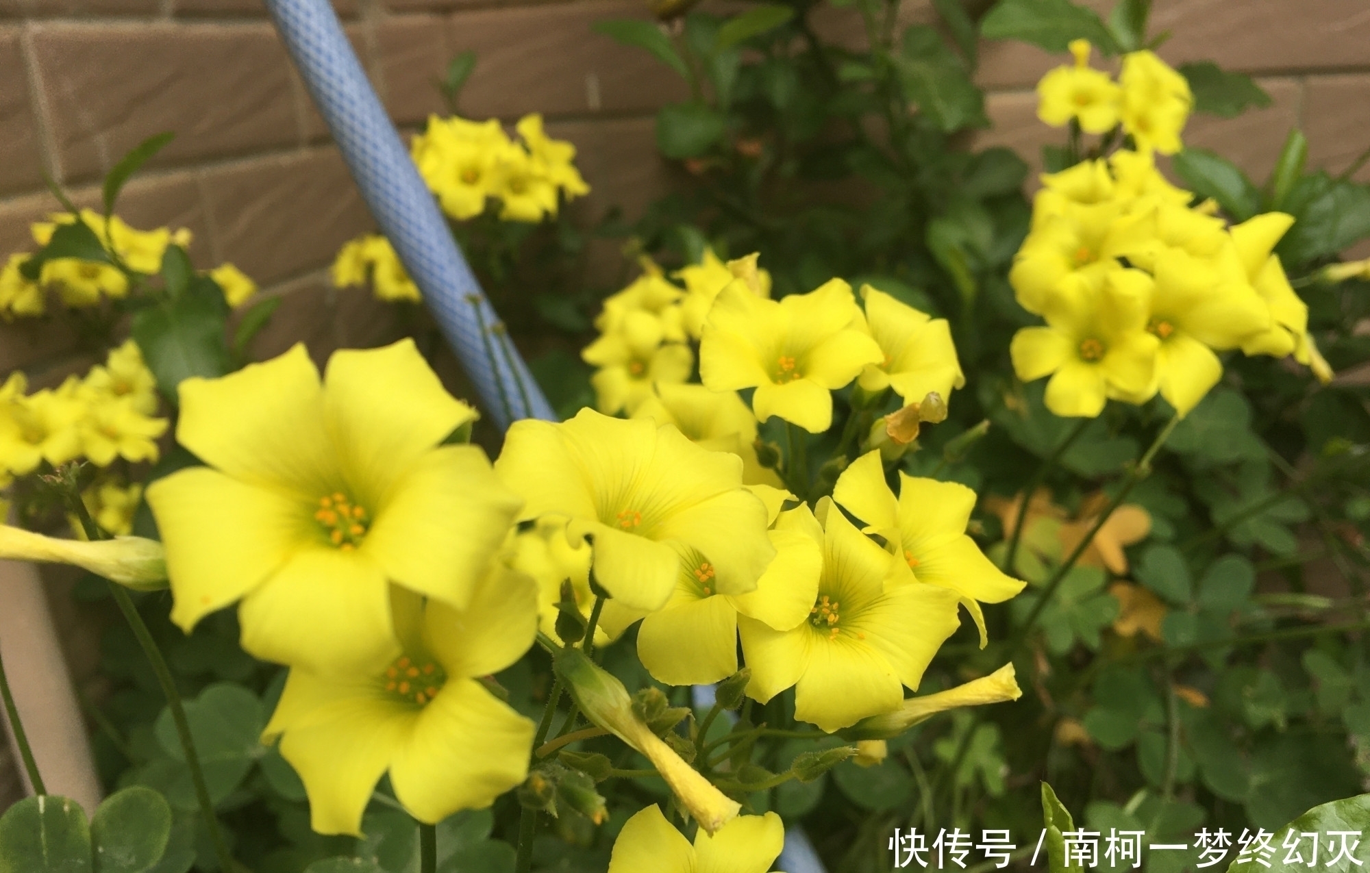 三种花非常顽强皮实，种哪长哪，生长开花不停