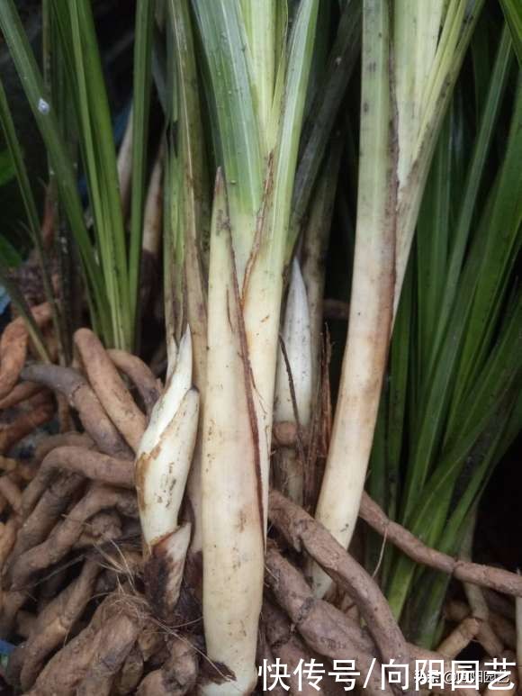 发黄|气温高水分蒸发快，家里的兰草多喷水，保持湿度，叶子不发黄