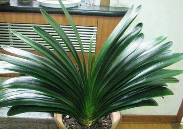 君子兰不开花盆底撒点这,一年开2次花!叶片浓绿有光泽!