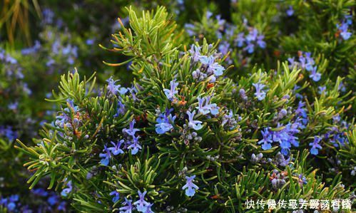 蚊虫不喜欢这种花,现在养养一盆,夏天连蚊香钱都省了