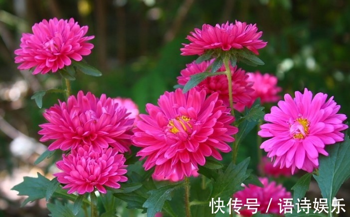 花开似“绒球”,比菊花好养,比牡丹有趣,好养易活,一开150天